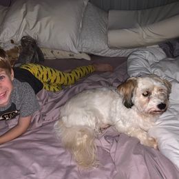 Havanese All Grown Up from Jacqueline Carney