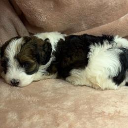 Rory - Red male Havanese puppy in Maryville, Missouri from Dreamworks Havanese