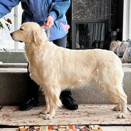Emma - Golden Retriever