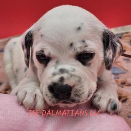 Hua Girl Iduna - Dalmatian puppy in Conrath, Wisconsin from JSF Dalmatians LLC