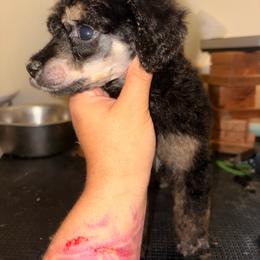 Perseus - Phantom male Poodle puppy in Toledo, Ohio from Exquisite Dalmatians & Standard Poodles