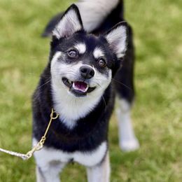 Alaskan Klee Kai puppies from Proper Klee Kai