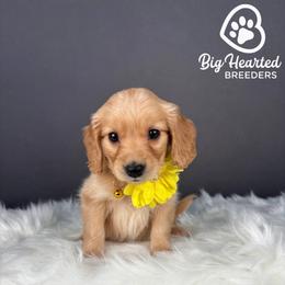 Dani - Cream female Goldendoodle puppy in Utah County, Utah from Big Hearted Breeders