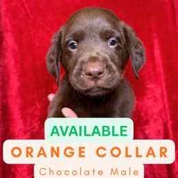 Orange Collar - Chocolate male Dilute Retriever puppy in Dover, Delaware from Virdin’s Silver Labs