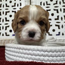 Blenheim Girl - Blenheim female Cavalier King Charles Spaniel puppy in Choctaw, Oklahoma from Dandelions and Kings