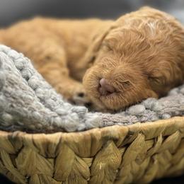 Double Doodle and Goldendoodle Puppies from Red White and Doodle