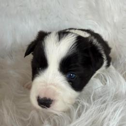 Poppy - Black and white female Border Collie puppy in Lakeview, Michigan from Haven Creek Farm
