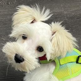 Stevie (red collar) - White male Miniature Schnauzer puppy in Port Orchard, Washington from Silver Bells Miniature Schnauzers