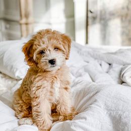 Goldendoodle Puppies from Snowfire Doodles