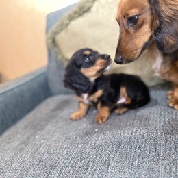 Dachshund Puppies from Monterey Bay Dachshund Kennel