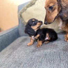 Dachshund Puppies from Monterey Bay Dachshund Kennel