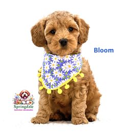 Bloom - Apricot male Australian Labradoodle puppy in Greensboro, North Carolina from Springdale Australian Labradoodles