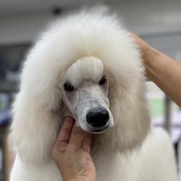 Poodles from Scotch Corner Standard Poodles