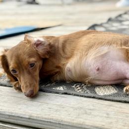 Scout - Dachshund