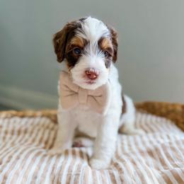 Party Favor - Brown and white male Bernedoodle puppy in Sulphur, Louisiana from Curly Q’s Of Carlyss