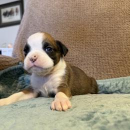 Boy 1 - Fawn male Boxer puppy in Prestonsburg, Kentucky from Bre’s Boxers