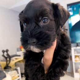 Yellow - Black and silver male Miniature Schnauzer puppy in Lehigh Acres, Florida from Regency Schnauzer