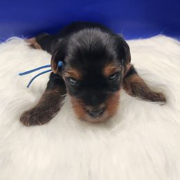 Milo (Traditional Male blue) - Black and tan male Yorkshire Terrier puppy in Indianapolis, Indiana from Parti Time Yorkies-Indy