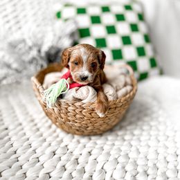 Rafael - Red  male Goldendoodle puppy in Springville, Utah from Happy Doodle