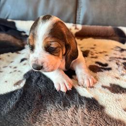 Gail - Black brown and white female Basset Hound puppy in Maryland from Grind Stone Breeding Kennels