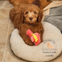 Einstein - Apricot male Goldendoodle puppy in Lake Charles, Louisiana from Perfect Fit Poodles & Doodles