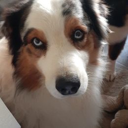 Australian Shepherds from Diamond B Kennels