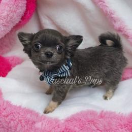 Badger - Blue and white male Chihuahua puppy in Bowdon, Georgia from Paschal's Pups