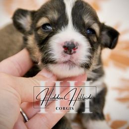 Sable Fluff Boy 3 - Tail - Sable male Pembroke Welsh Corgi puppy in Locust Grove, Oklahoma from Hidden Hillsides Corgis