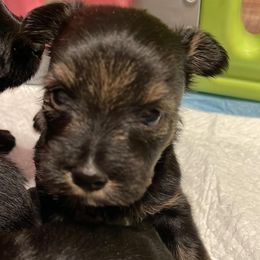 Companion Crosses, Miniature Australian Shepherds, and Toy Australian Shepherds from Brickell Farms