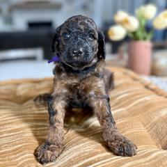 Purple Collar - Black and tan female Irish Doodle puppy in Indiahoma, Oklahoma from Farm Fresh Doodles