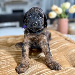 Purple Collar - Black and tan female Irish Doodle puppy in Indiahoma, Oklahoma from Farm Fresh Doodles