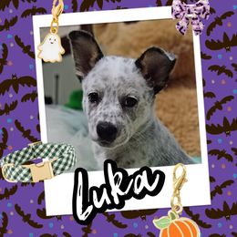 Luka - Blue mottled male Australian Cattle Dog puppy in Fife Lake, Michigan from Kurczak Farm LLC