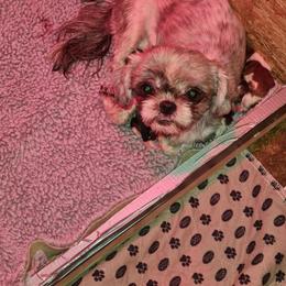 Girl 1 - Brindle and white female Shih Tzu puppy in Bethlehem, Pennsylvania from Cinnamon's Shih Tzus