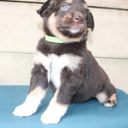 Paleta - Red tri-color female Australian Shepherd puppy in Macon, Georgia from Shaina’s Shepherds