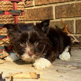 Boy 2 - Liver male Yorkshire Terrier puppy in Georgia from Berggipfel Yorkies
