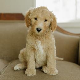 Girl 2 - female Goldendoodle puppy in Hiddenite, North Carolina from Rose and Reid Doodles