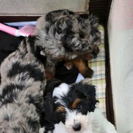 Rex - Tri-color male Bernedoodle puppy in Muskogee, Oklahoma from Lawler’s Legacy Litters