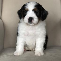 Bernedoodle Puppies from Sweet Pea Bernedoodles