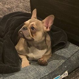 French Bulldog All Grown Up from Besters Frenchies