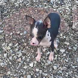 Chihuahua and Chinese Crested Puppies from Western Kentucky Chihuahua’s and Chinese Crested’s