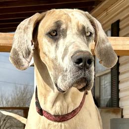 Ellie - Great Dane