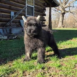 Maple - Brindle female Bouvier des Flandres puppy in Drury, Missouri from Black Bears Critters