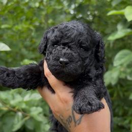 Mila - Black female Poodle puppy in Sumter, South Carolina from Lixira Poodles LLC