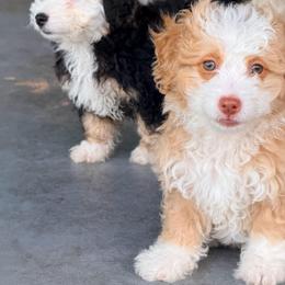 Sienna - Yellow and white female Bernedoodle puppy in Port Saint Lucie, Florida from Eastside Paws LLC