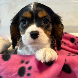 Sadie - Tri-color female Cavalier King Charles Spaniel puppy in Ocala Fl, Florida from Encore Cockers