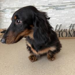 Bunny - Dachshund