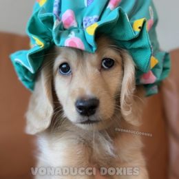 Aesop - Cream male Dachshund puppy in Arizona from Vonaducci Doxies, LLC.