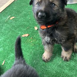Orange - Sable male German Shepherd puppy in San Antonio, Texas from Grendelhaus Shepherds