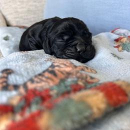 Boy 1 - Black male Cocker Spaniel puppy in Corcoran, California from Sweetheart Cockers