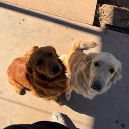 Golden Retriever puppies from Adams Puppies